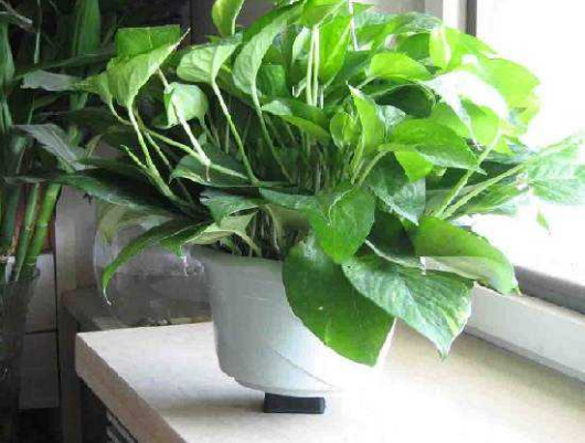 室內環境保護需要做哪些準備?